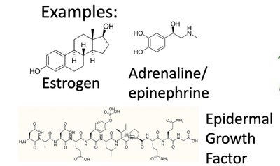 Examples of signal molecules: estrogen, adrenaline, epidermal growth factor