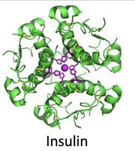 Structure of insulin protein