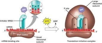 Translation initiation complex with mRNA, tRNA, and ribosomal subunits