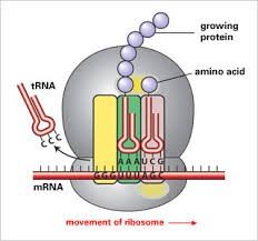 Elongation: ribosome with tRNAs and growing polypeptide chain