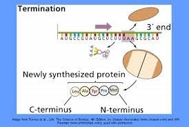 Termination of translation: release of polypeptide from ribosome