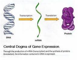 Central dogma of gene expression: DNA to mRNA to protein