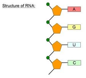 Structure of RNA showing ribose and bases A, G, U, C