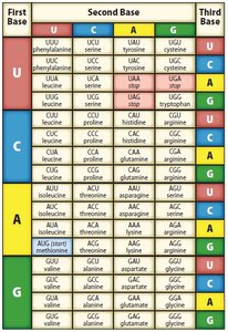 Genetic code table showing codons and corresponding amino acids
