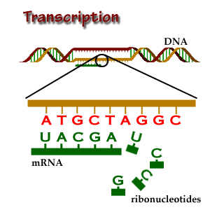 Transcription: DNA to mRNA with complementary base pairing