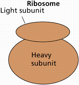Ribosome structure: light and heavy subunits