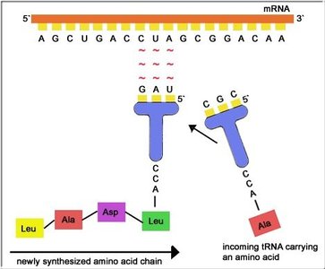 tRNA anticodon pairing with mRNA codon during translation