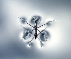 Water strider walking on water due to surface tension