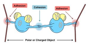 Diagram showing cohesion and adhesion in water molecules