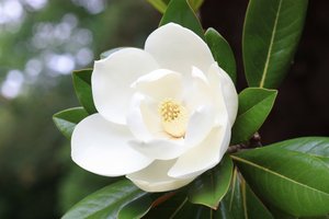 Angiosperm flower