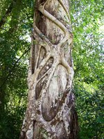 Strangling aerial roots on a tree