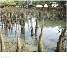 Pneumatophores in mangrove swamp