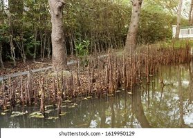 Pneumatophores in a waterlogged area