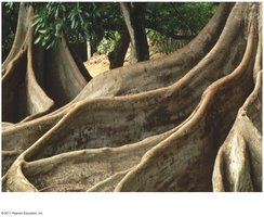 Buttress roots in tropical forest