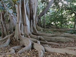 Buttress roots on a tree
