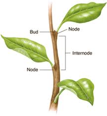 Stem with nodes and internodes