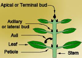 Stem structure with buds and leaves