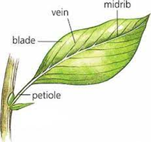 Leaf structure: blade, petiole, vein, midrib