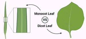Monocot vs dicot leaf veins