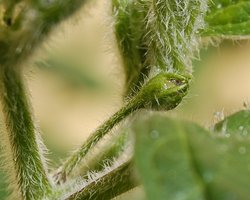 Trichomes on plant stem