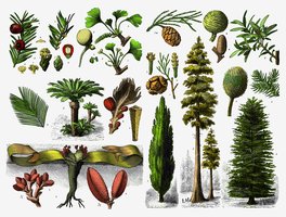 Gymnosperm diversity