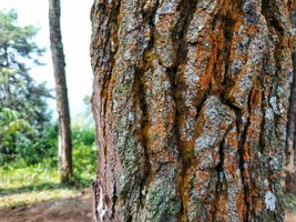 Periderm on tree bark