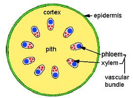 Plant stem cross-section showing tissue systems