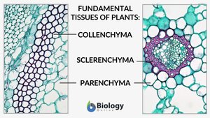 Plant cell types: parenchyma, collenchyma, sclerenchyma