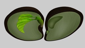 Monocot and dicot seed structure