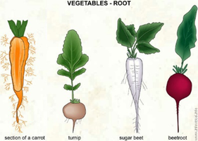 Vegetable root types