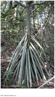 Prop roots in a tree