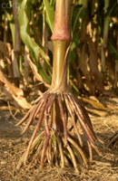 Prop roots in maize
