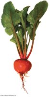 Beetroot as a storage root