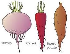 Turnip, carrot, sweet potato storage roots