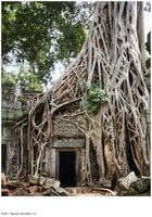 Strangling aerial roots on a building
