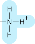 Amino group non-ionised