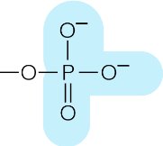Amino group ionised