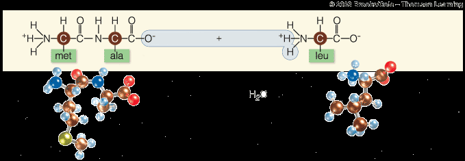 Polypeptide chain formation