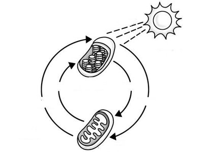 Energy flow diagram