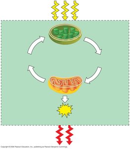 Photosynthesis and respiration cycle