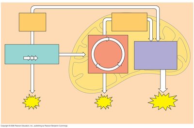 Cellular respiration steps