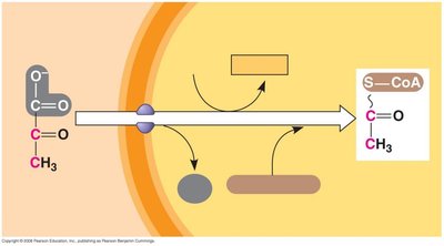 Link reaction and citric acid cycle