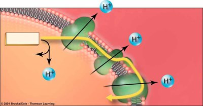 Electron transport chain