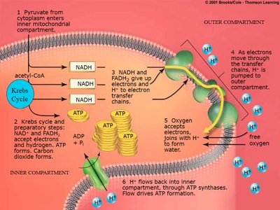 Summary of glucose oxidation
