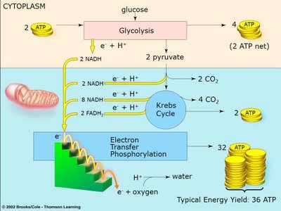 Energy yield of cellular respiration