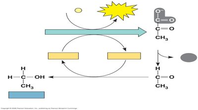 Alcohol fermentation