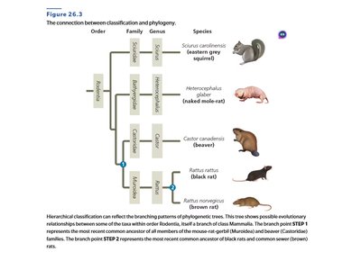 Hierarchical classification and phylogeny of rodents