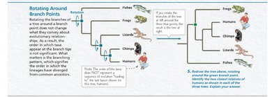 Rotating phylogenetic tree branches and interpreting relationships
