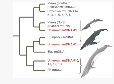 Gene tree showing mtDNA relationships among whale species
