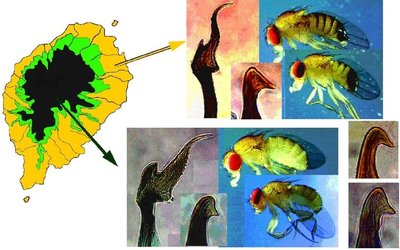Geographic and morphological differences between D. yakuba and D. santomea